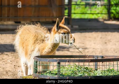 Junger lama, der im zoologischen Garten Heu isst Stockfoto