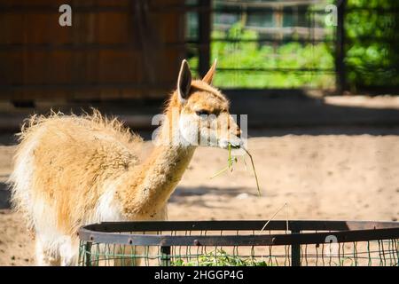 Junger lama, der im zoologischen Garten Heu isst Stockfoto