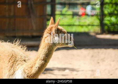 Junger lama, der im zoologischen Garten Heu isst Stockfoto