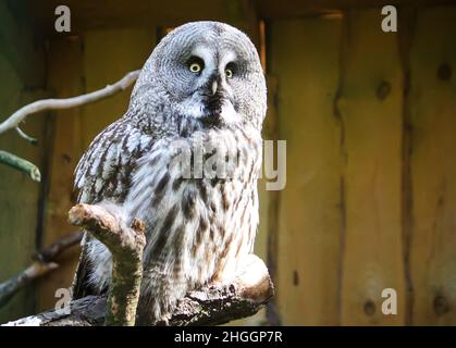 Große Graueule, Waldgeier, Strix nebulosa. Wunderschöner Wildvögel. Stockfoto