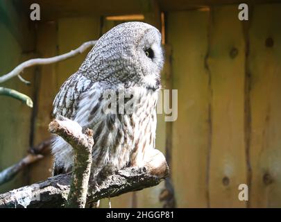 Große Graueule, Waldgeier, Strix nebulosa. Wunderschöner Wildvögel. Stockfoto