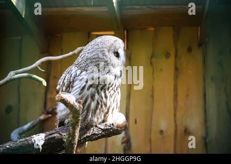 Große Graueule, Waldgeier, Strix nebulosa. Wunderschöner Wildvögel. Stockfoto