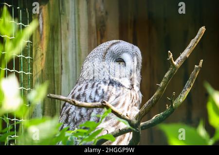 Große Graueule, Waldgeier, Strix nebulosa. Wunderschöner Wildvögel. Stockfoto