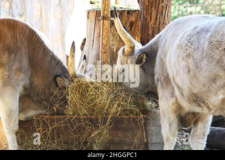 Ungarische Steppenrinder, die trockenes Heu im Futterhäuschen essen. Seltene europäische Rasse von Rindern mit Hörnern. Stockfoto