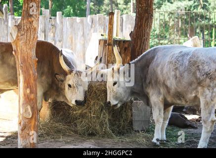 Ungarische Steppenrinder, die trockenes Heu im Futterhäuschen essen. Seltene europäische Rasse von Rindern mit Hörnern. Stockfoto