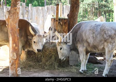 Ungarische Steppenrinder, die trockenes Heu im Futterhäuschen essen. Seltene europäische Rasse von Rindern mit Hörnern. Stockfoto