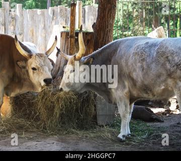 Ungarische Steppenrinder, die trockenes Heu im Futterhäuschen essen. Seltene europäische Rasse von Rindern mit Hörnern. Stockfoto