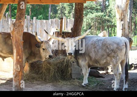 Ungarische Steppenrinder, die trockenes Heu im Futterhäuschen essen. Seltene europäische Rasse von Rindern mit Hörnern. Stockfoto