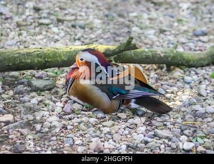 Eine Mandarinente auf dem Boden. Aix galericulata Wildvögel. Stockfoto