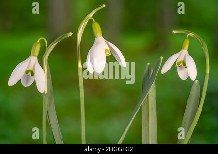 Schneeglöckchen (Galanthus nivalis), drei Blüten, Deutschland, Bayern Stockfoto