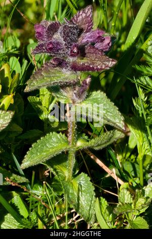 Alpine Bartsia, Velvetbells (Bartsia alpina), blühend, Deutschland, Bayern, Ammergebirge Stockfoto