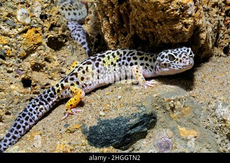 Leopardengecko (Eublepharis macularius), in einem Terrarium Stockfoto