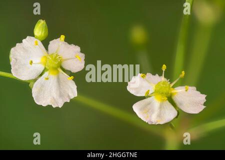 Wasserwegerich (Alisma plantago-aquatica), zwei Blumen, Deutschland, Bayern Stockfoto