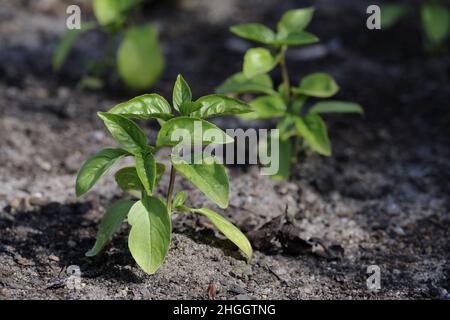 Süßes Basilikum (Ocimum basilicum), wächst in einem Garten