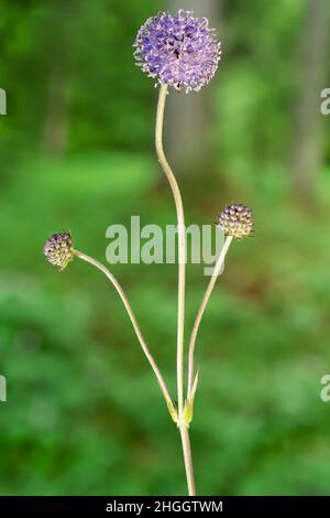 Südliche Succisella, Devil's Bit Scabious (Succisa pratensis, Scabiosa succisa), blühende und aufkeimende Blütenstände, Deutschland, Bayern Stockfoto