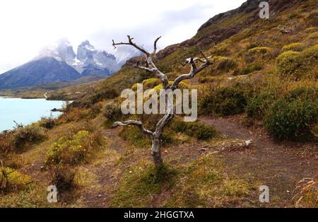 Landschaft des Torres del Paine NP mit dem Türkis des Lago Pehoe, Chile Stockfoto