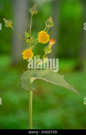 Stachelsauendistel, Stachelsauendistel, Stachelsauendistel, Stachelsauendistel, Stachelsauendistel, Stachelsauendistel, Stachelige Sowdistel, Stachel Stockfoto