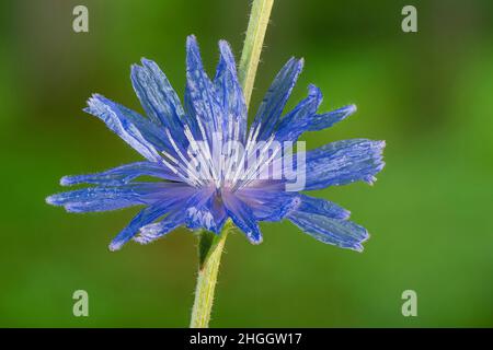 Blaue Seeleute, Zichorie, wilde Sukkkkkorie (Cichorium intybus), Blume, Deutschland, Bayern Stockfoto