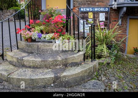 Blumenschau von Geranius und Logelien auf den Stufen eines ehemaligen Zeitungskiosks (heute ein Bed and Breakfast-Lokal), Montgomery, Powys, Wales Stockfoto