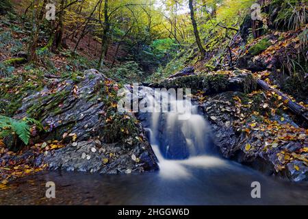 Kleiner Wasserfall am Naturschutzgebiet Bommecketal im Herbst, Deutschland, Nordrhein-Westfalen, Sauerland, Naturschutzgebiet Bommecketal Stockfoto