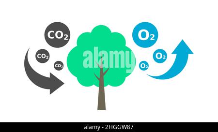 Baum absorbiert CO2 und gibt O2 frei. Kohlenstoffkreislauf. Prozessdiagramm zur Photosynthese. Reduzierung von Kohlendioxid. Sauerstoffproduktion. Aufforstungskonzept. Eco Stock Vektor