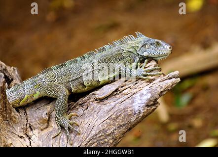 Grüner Leguan, gewöhnlicher Leguan (Leguan Leguan), auf einem Zweig liegend, Brasilien, Pantanal Stockfoto