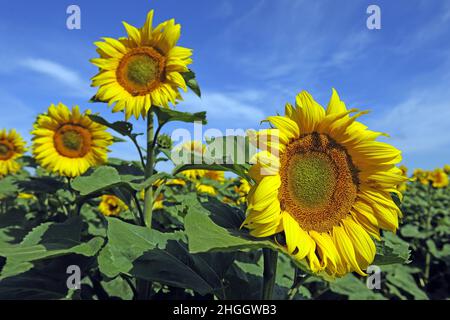 Gewöhnliche Sonnenblume (Helianthus annuus), Sonnenblumen in einem Sonnenblumenfeld, Deutschland Stockfoto