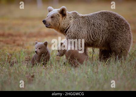 Europäischer Braunbär (Ursus arctos arctos), Braunbär mit zwei Jungen im Gras, Finnland, Kuusamo, Kuhmo Stockfoto
