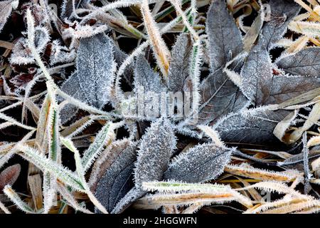 Reif auf Gras und Blättern, Deutschland Stockfoto