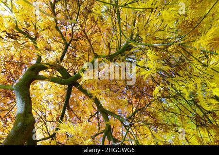 Japanischer Ahorn (Acer japonicum), Blick in die Baumspitze im Herbst Stockfoto