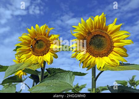 Gewöhnliche Sonnenblume (Helianthus annuus), Sonnenblumen in einem Sonnenblumenfeld, Deutschland Stockfoto