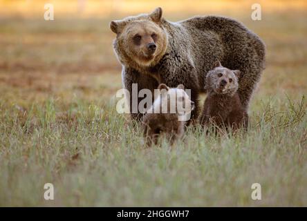 Europäischer Braunbär (Ursus arctos arctos), Braunbär mit zwei Jungen im Gras, Finnland, Kuusamo, Kuhmo Stockfoto