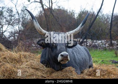 Die große graue Maremma Kuh liegt im Heu Stockfoto