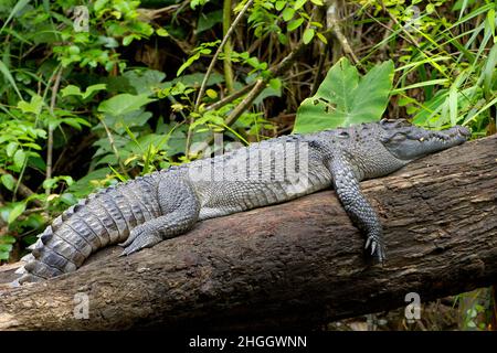 Siamesisches Krokodil (Crocodylus siamensis), auf einem umgestürzten Baumstamm liegend, Thailand, Khao Yai National Park Stockfoto