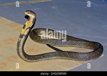 Königskobra, Hamadryad (Ophiophagus hannah), in einer Show, Thailand Stockfoto