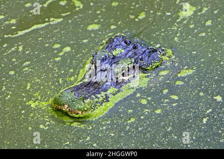 Chinesischer Alligator (Alligator sinensis), Porträt im Wasser Stockfoto