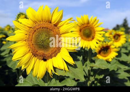 Gewöhnliche Sonnenblume (Helianthus annuus), Sonnenblumen in einem Sonnenblumenfeld, Deutschland Stockfoto