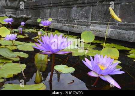 Ägyptischer Lotus, blauer Lotus des nils, blaue Seerose (Nymphaea caerulea), blüht in einem künstlichen Pool Stockfoto