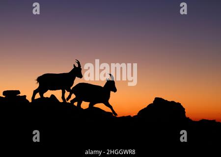 Alpines Ibex (Capra ibex, Capra ibex ibex), zwei weibliche alpine Ibex, die bei Sonnenuntergang auf einer Hangseite gehen, Silhouette , Schweiz, Berner Oberland, Stockfoto