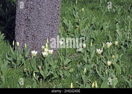 Gewöhnliche Gartentupe (Tulipa spec.), weiße Tulpen auf einer Wiese neben einem Baumstamm, Deutschland Stockfoto