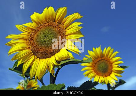 Gewöhnliche Sonnenblume (Helianthus annuus), Sonnenblumen in einem Sonnenblumenfeld, Deutschland Stockfoto