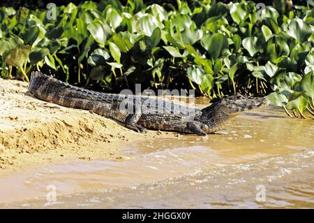 Paraguayischer Caiman (Caiman yacare, Caiman crocodilus yacare), am Ufer liegend, Brasilien, Pantanal Stockfoto