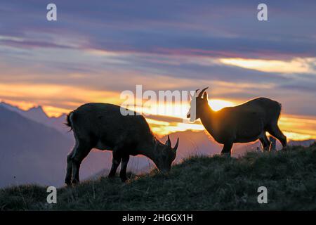 Alpine Ibex (Capra Ibex, Capra Ibex Ibex), zwei Jungtiere, die am Hang gemeinsam grasen, Gegenlicht, Schweiz, Berner Oberland, Beatenberg Stockfoto