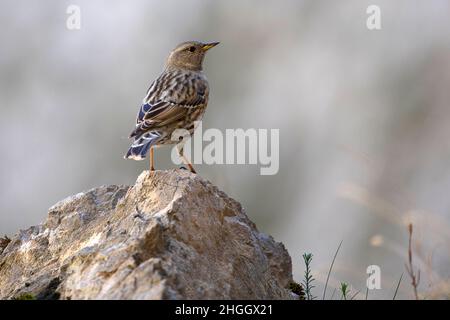Alpine Akzent (Prunella collaris), auf einem Stein thront, Spanien, Kantabrien Stockfoto