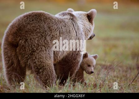 Europäischer Braunbär (Ursus arctos arctos), Braunbär mit einem Jungen im Gras, Finnland, Kuusamo, Kuhmo Stockfoto