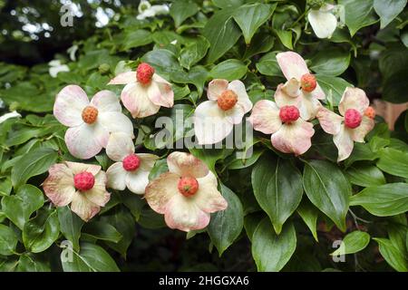 kousa Dogwood, japanischer Dogwood (Cornus kousa), blühend, Deutschland Stockfoto