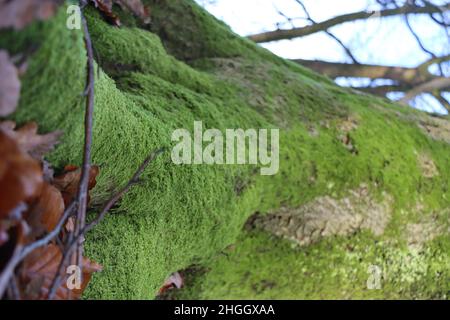 Zypressenblättriger Zopf-Moos, Hypnum-Moos (Hypnum cupressiforme), in einem Eichenstamm, Deutschland, Nordrhein-Westfalen Stockfoto