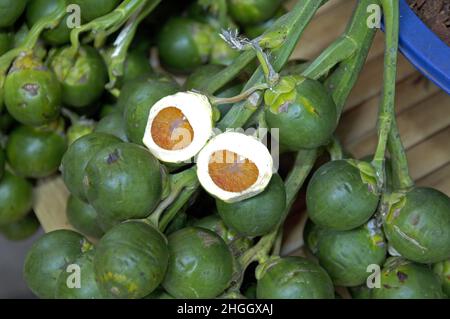 Betelpalme (Areca catechu), Früchte, eine davon halbiert, Thailand Stockfoto