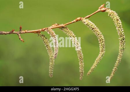 aspen, Pappel (Populus spec.), Fruchtkätzchen, Deutschland, Bayern Stockfoto