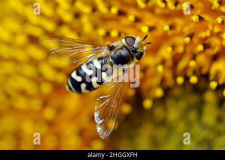 Kohlaphid-Schwebefliege (Scaeva pyrastri), Draufsicht, Nahaufnahme, Deutschland Stockfoto